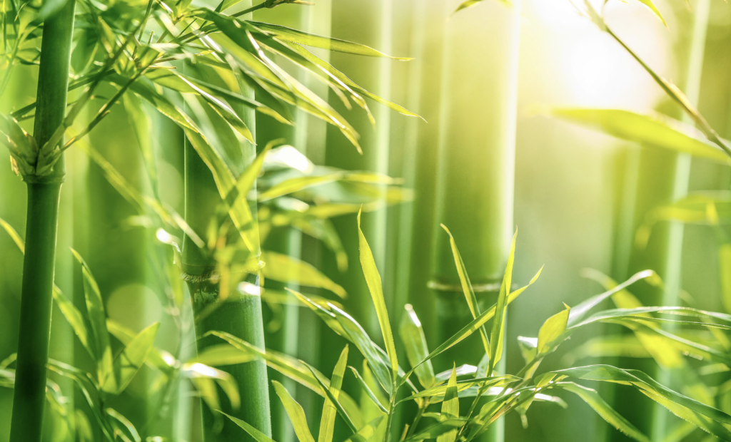 Bamboo