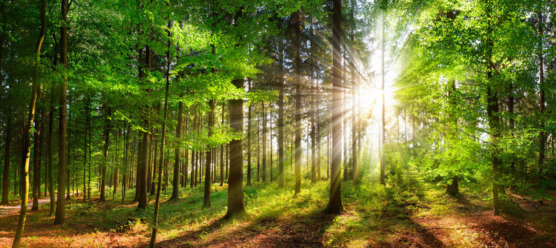 Green Forest